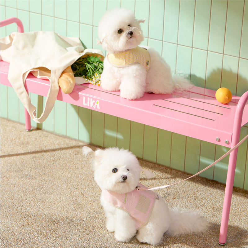 Harnesses & Leashes