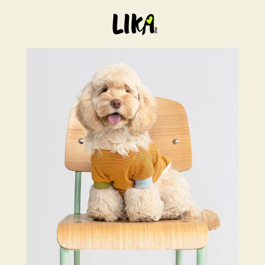 7x24 With You Short Sleeved Shirt - Yellow Black - Shirt - LIKAPAWS