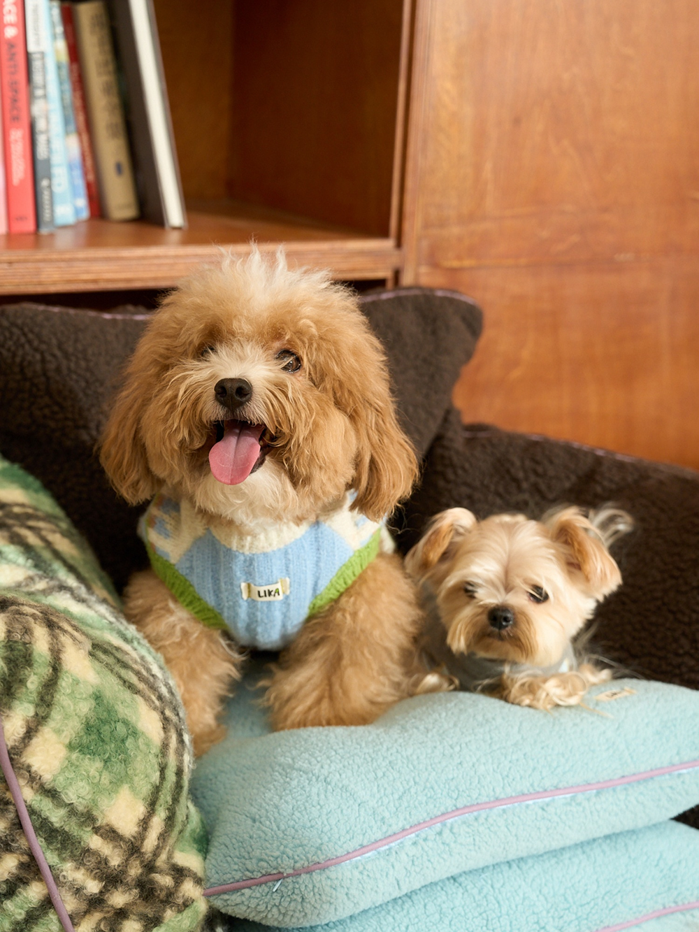 Mint Nama Chocolate Pet Sofa